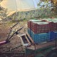 БИО Алое Вера сок с лимон и мастиха Хиос 500мл