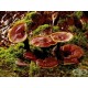Рейши ( GANODERMA) 100gr