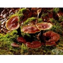Рейши ( GANODERMA) 100gr