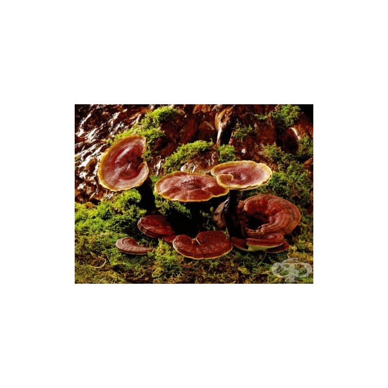 Рейши ( GANODERMA) 100gr